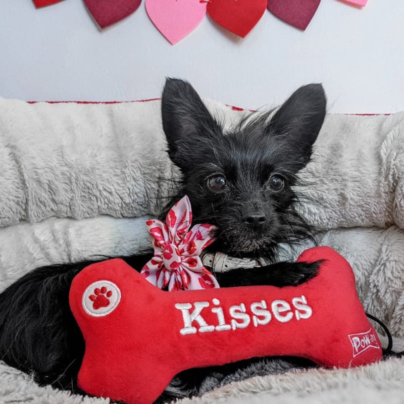 Huxley & Kent dog toys Hugs & Kisses Bone Plush Squeak Dog Toy (Double Sided) - 2 Sizes