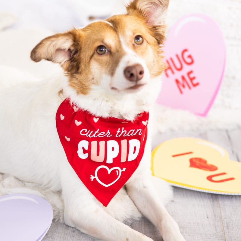 Pearhead, Inc. Bandanas Valentine's Cuter than Cupid Red Dog Bandana, S/M