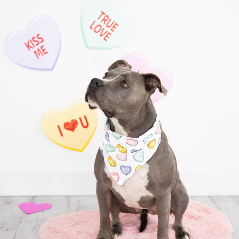 Pearhead, Inc. Bandanas Valentine's Conversation Hearts Colorful Dog Bandana, M/L