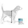 Dog Diggin Designs dog toys Sniffany Box with Bow Plush Squeak Dog Toy - 2 Sizes