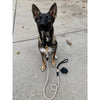 PoisePup Collars-Leashes Collar - Dark Night