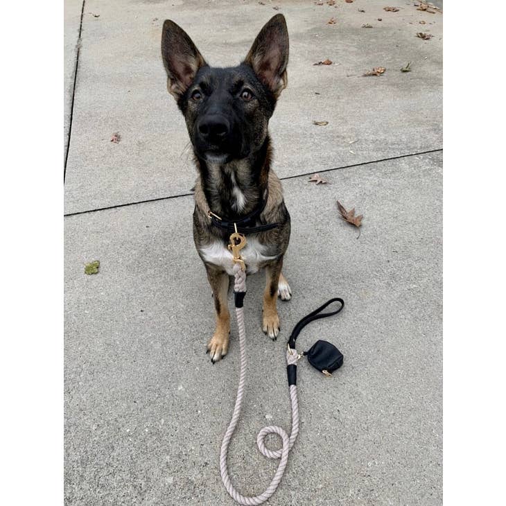PoisePup Collars-Leashes Collar - Dark Night