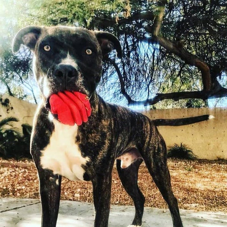 SodaPup dog toys Heart on a String Ultra Durable Reward Rubber Red Heart Ball Dog Toy