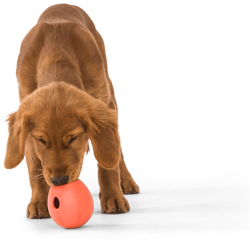 West Paw dog toys Zogoflex Echo Rumbl Treat Interactive Dog Toy