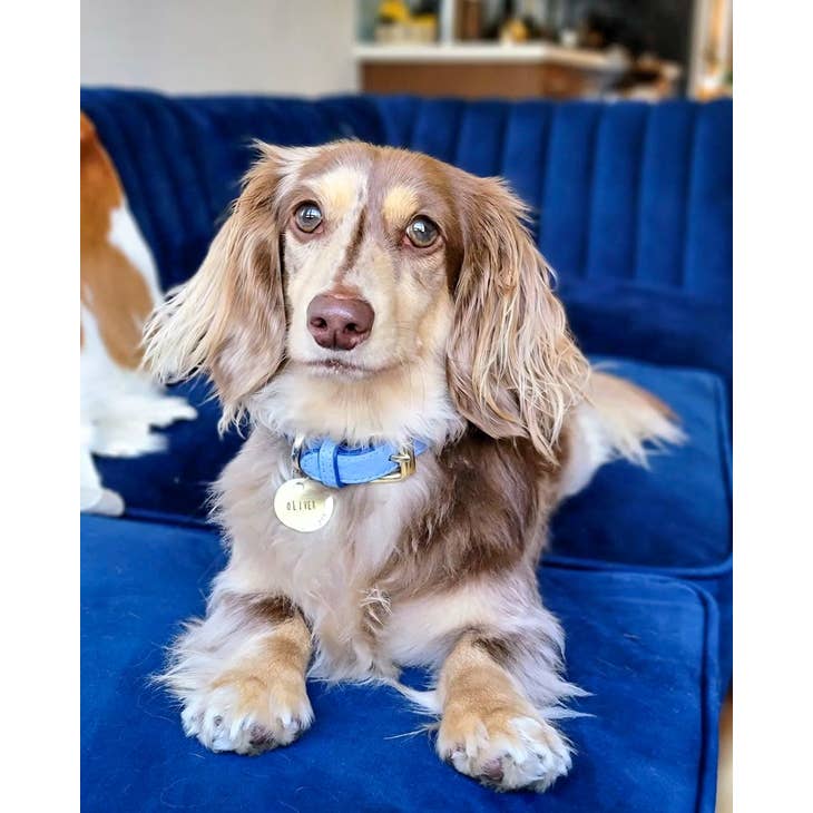 PoisePup Collars-Leashes Ocean Vibes Blue Luxury Leather Dog Collar