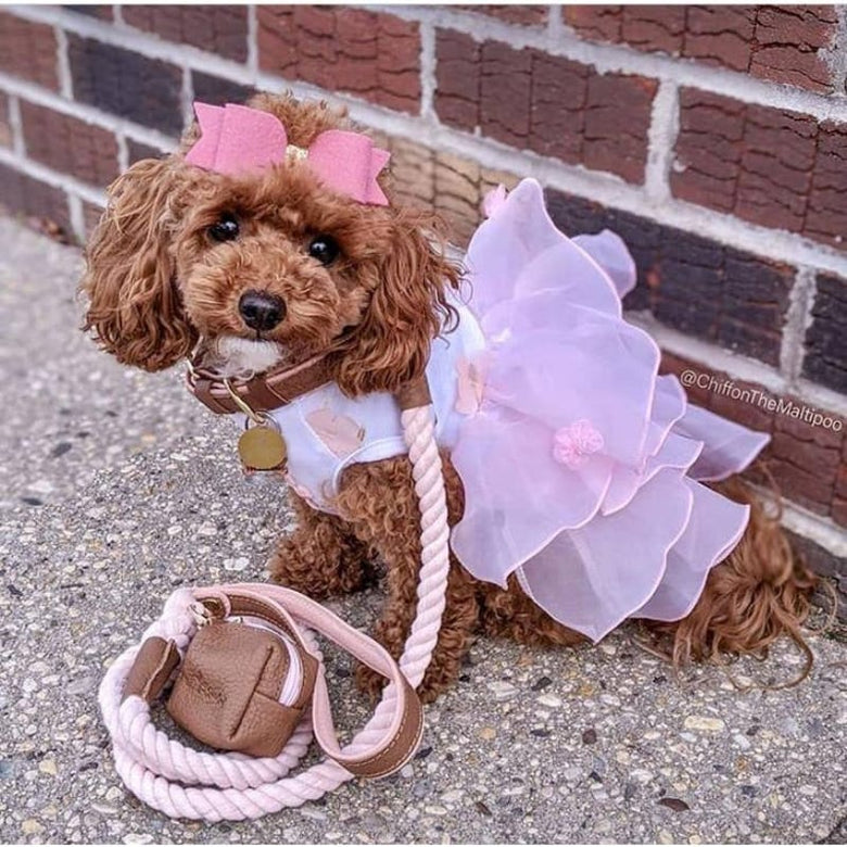 PoisePup Collars Poise Pup Bella Rose Brown and Pink Luxury Dog Collar