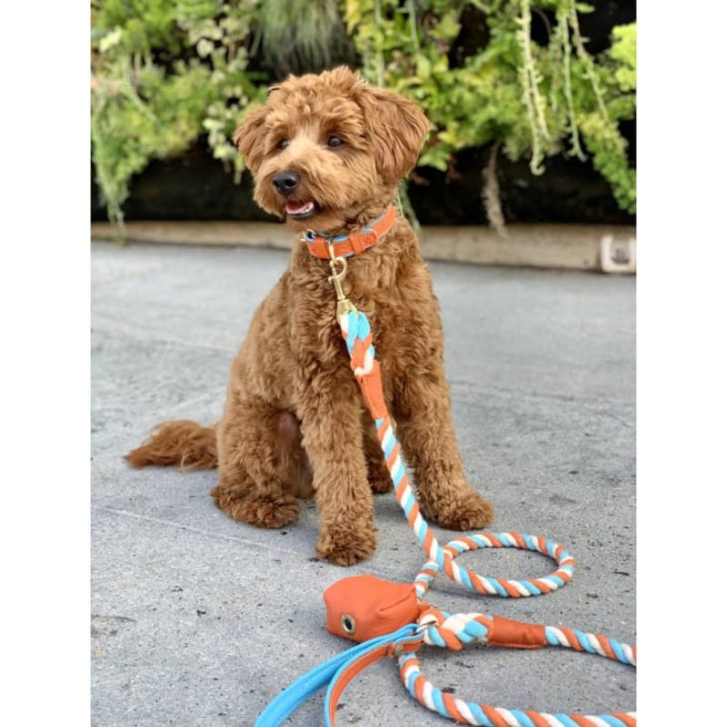 PoisePup Collars Luxury Leather Dog Color Vibrant Sunset (Orange / Blue)