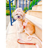 PoisePup Collars-Leashes Harness - Bella Rose